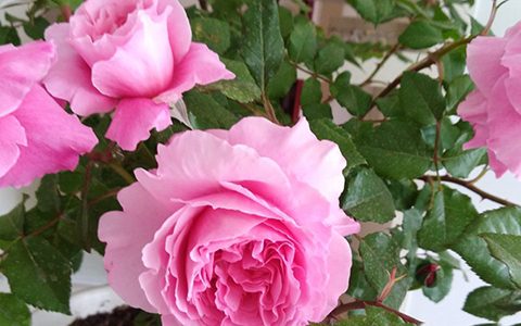 神仆天使(阿比迪)月季的优缺点