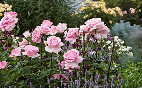 伟大世纪月季的优缺点