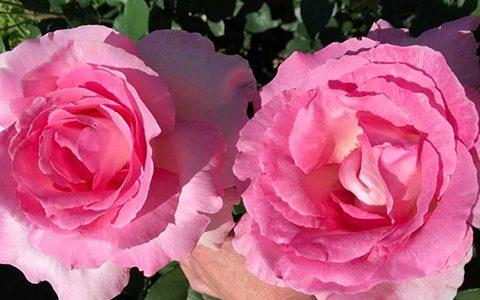 伟大世纪月季值得入手吗