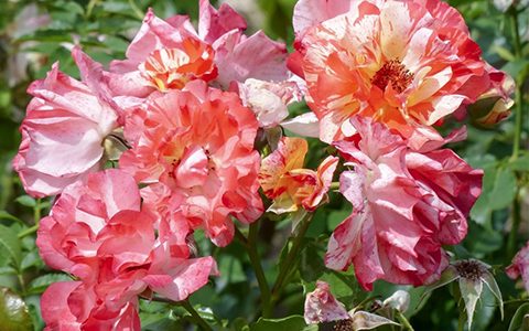 阿尔弗雷德·希思黎