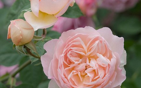 温柔的赫敏月季是一季花吗