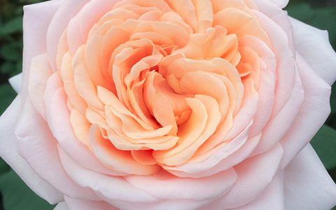 勇气月季的优缺点