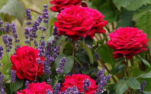 狄亚娜伯爵夫人