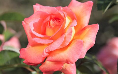 罗贝托·阿拉尼亚