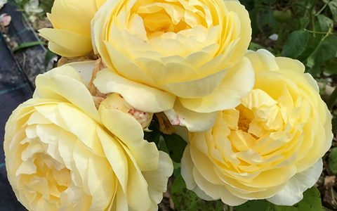 秋月月季的优缺点