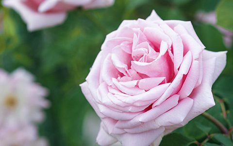 弗雷德里克·米斯塔尔