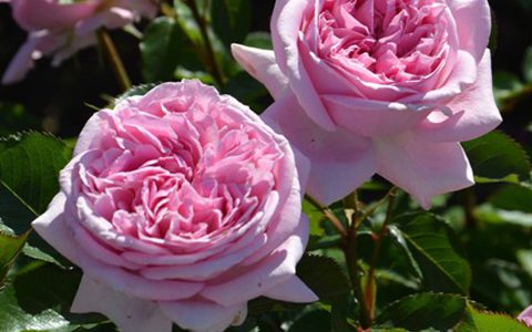 玛丽·伦诺克斯