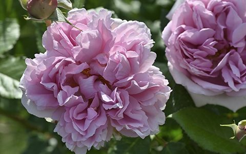 安托瓦内特玫瑰