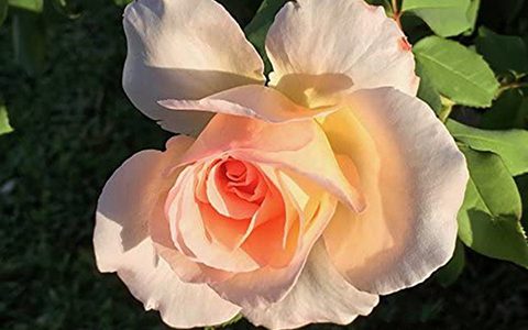 阿尔卑斯山的落日