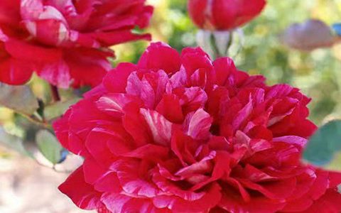 贝尔特·莫里奈