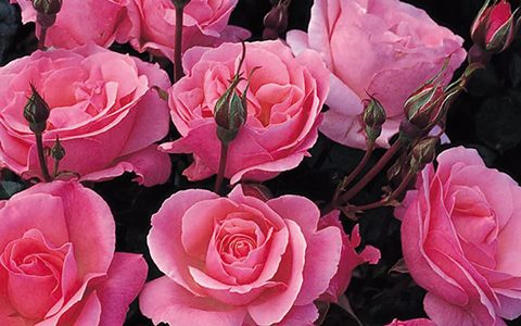 伊丽莎白女王/粉后月季的优缺点