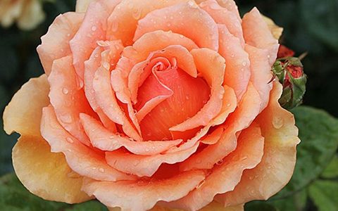 阿什拉姆月季的优缺点