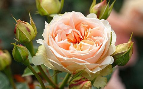 马蒂亚斯·克劳迪斯