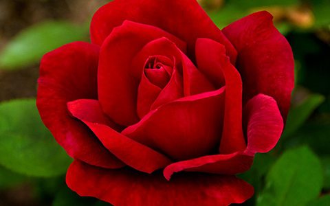 玫昂爸爸月季的优缺点