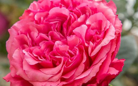 奥黛丽·弗洛特