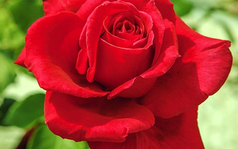 雅克·普莱维尔