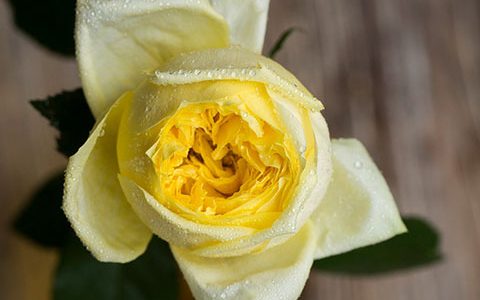 图卢兹·劳特累克