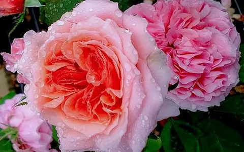 莫莱纳之爱月季花径有多少厘米