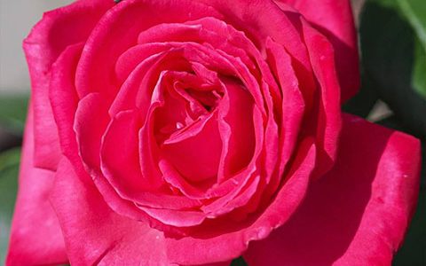 洛丽塔月季的优缺点