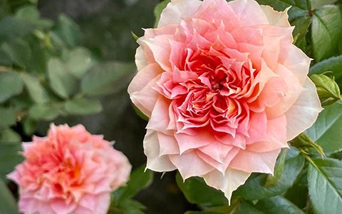 南瓜灯笼月季的优缺点