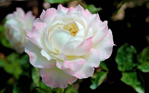 红双喜和六翼天使的区别