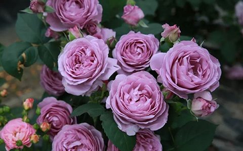 蓝色风暴月季是什么颜色