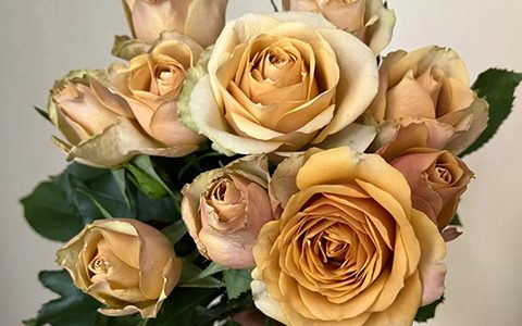 松之梦和曼塔月季的区别