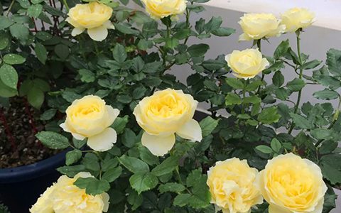 月季小黄鸡和金丝雀的区别