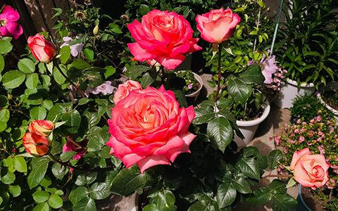 红双喜和彩云月季的区别