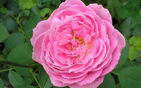 约翰·莱恩夫人