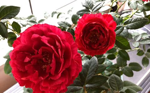 真彩230月季的优缺点