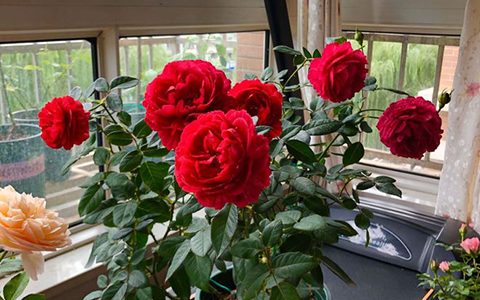 真彩230月季属于藤本还是灌木