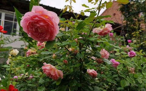 银禧庆典月季可以当藤本吗