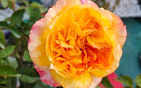 橘子酱月季和南瓜灯笼月季的区别