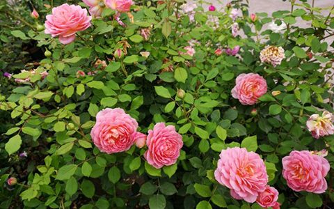 银禧庆典月季在广东表现怎么样