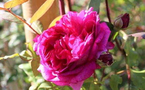 年轻的利西达斯