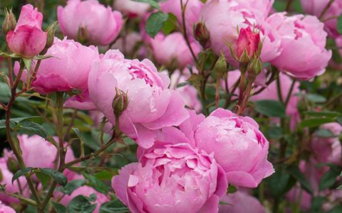 云雀月季的优缺点