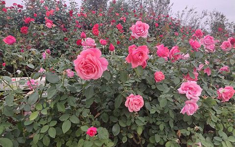 粉扇月季的优缺点