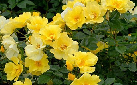 柠檬酒月季的优缺点