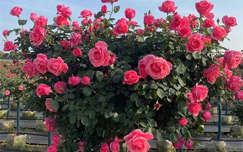 粉扇月季是藤本还是灌木