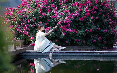 一棵月季万朵花，见证浙江月季王的“星光闪耀”