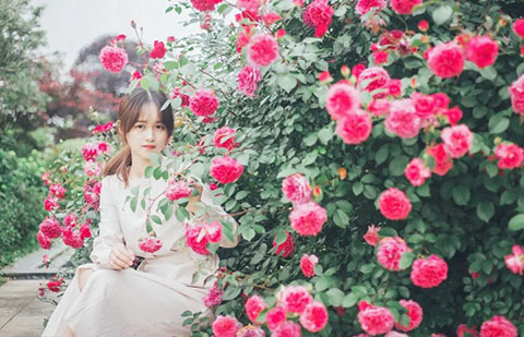 一棵月季万朵花，见证浙江月季王的“星光闪耀”