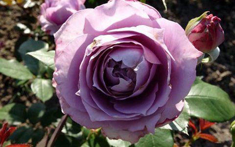 诺瓦利斯月季是灌木还是藤本