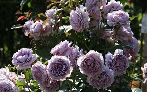 诺瓦利斯和蓝色风暴月季的区别