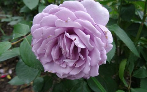 诺瓦利斯月季的优缺点