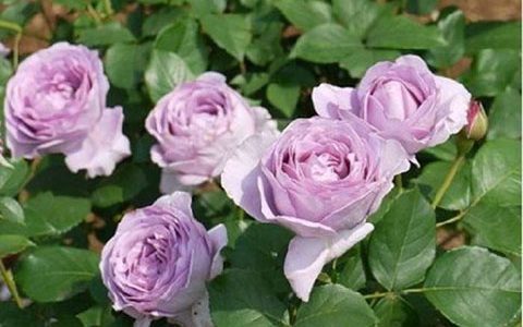 蓝色风暴月季一年开几次花