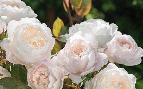 黛丝德蒙娜月季的优缺点