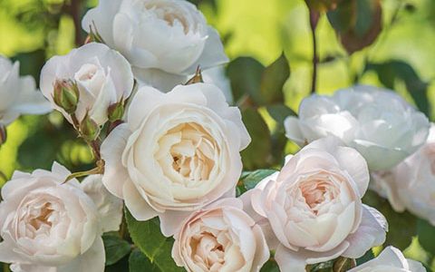 黛丝德蒙娜和佩尔朱克的区别