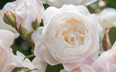 黛丝德蒙娜和瑞典女王月季的区别