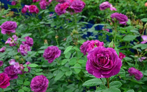 奥秘月季的优缺点